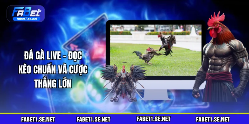 Đá Gà Live - Đọc Kèo Chuẩn Và Cược Thắng Lớn Hấp Dẫn